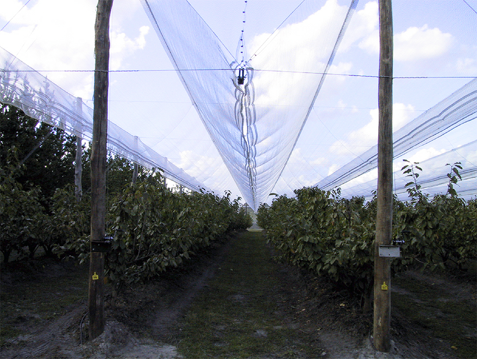 Hail + Shade product information